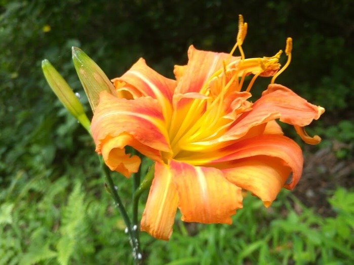 DSC_2350