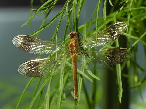 RSCN4214