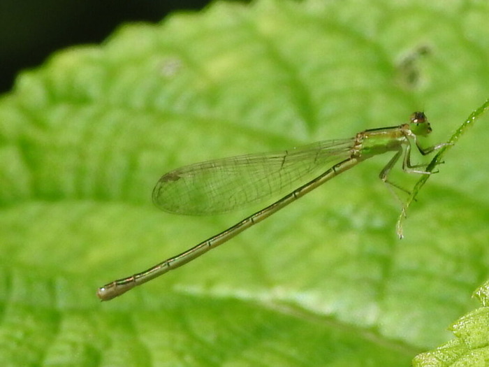RSCN6651