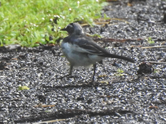 RSCN7981