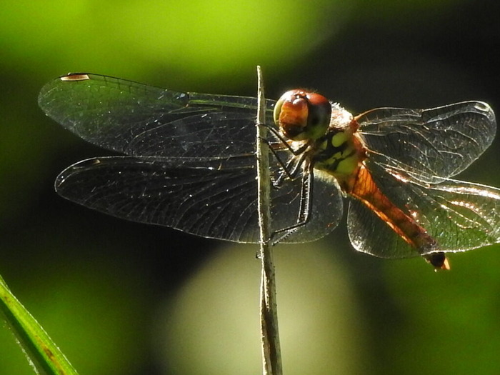 RSCN6972