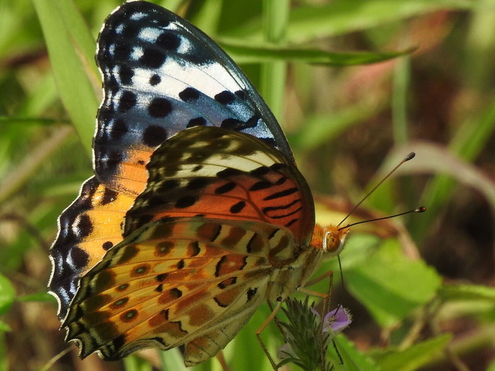 RSCN6947
