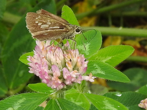 RSCN4132