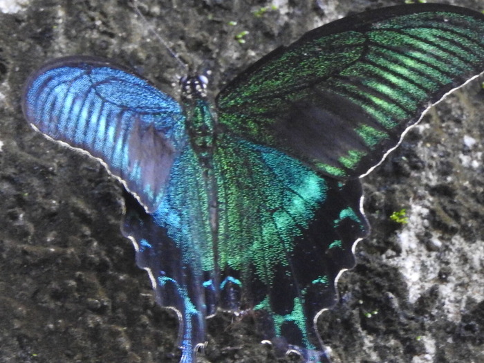 RSCN6590