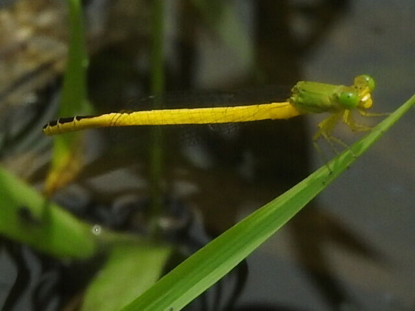 RSCN7716