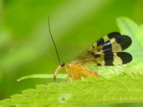 RSCN7907