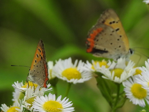 RSCN4328