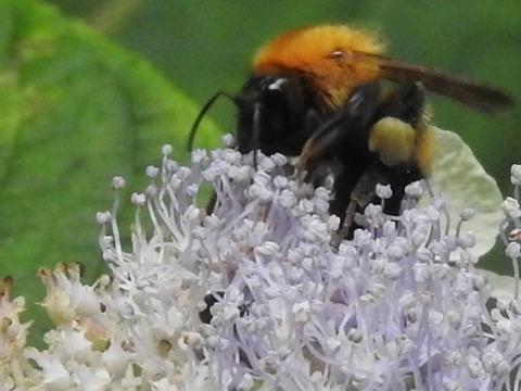 RSCN0599