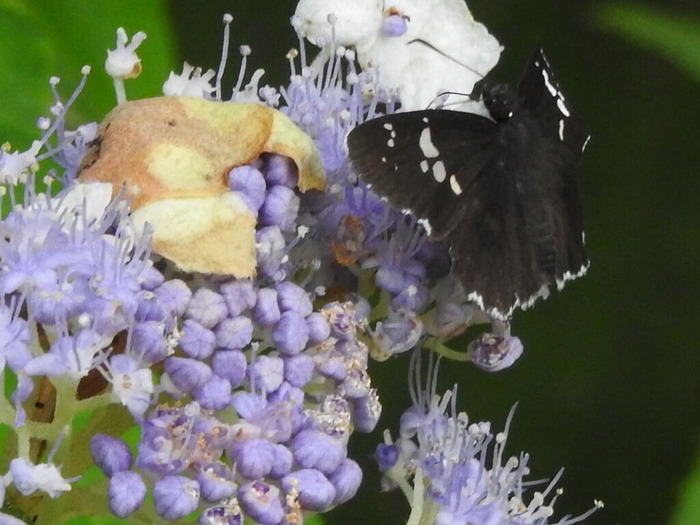 RSCN6925
