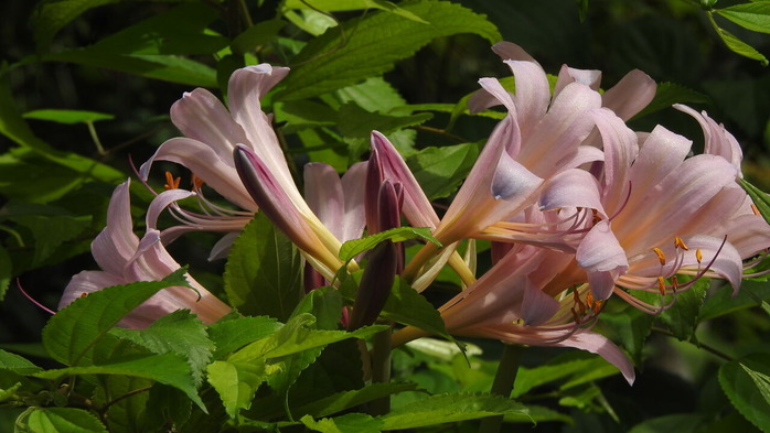 DSCN6620