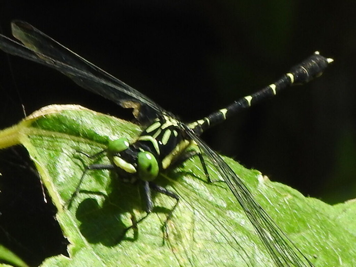 RSCN5734