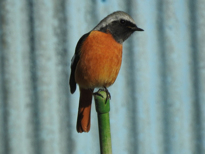 DSCN0941