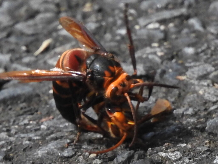 RSCN8579
