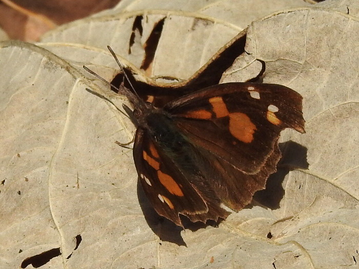 RSCN3087