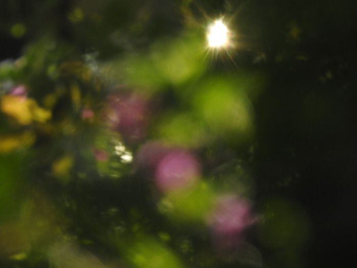 DSCN5556