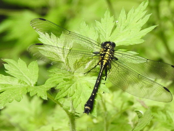 RSCN5543