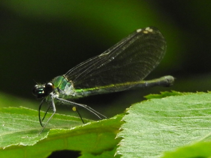 RSCN5867