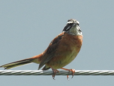 RSCN4592
