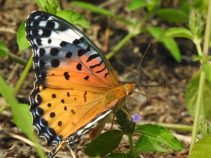 RSCN6952