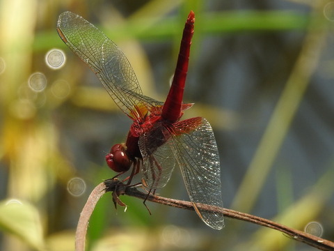 RSCN0523