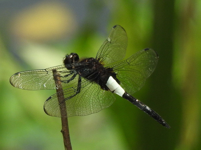 RSCN7730