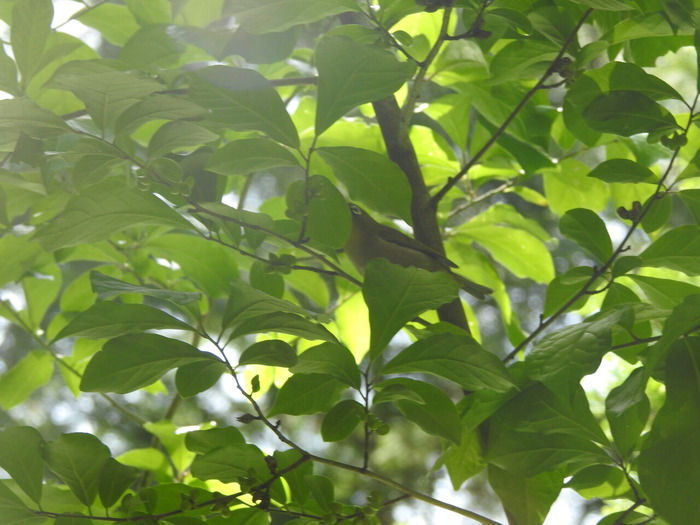 DSCN5867