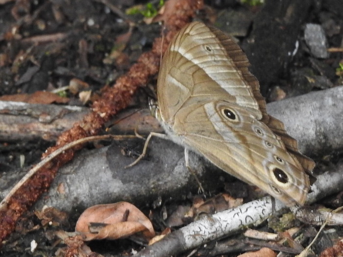 RSCN5738