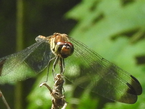 RSCN4827