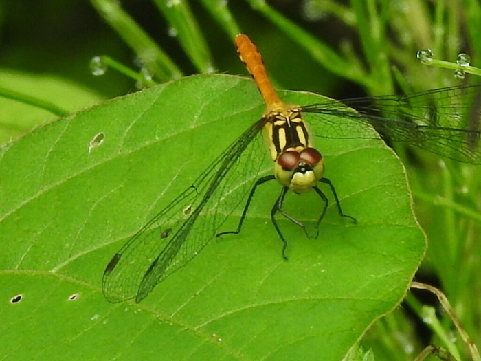 RSCN7250
