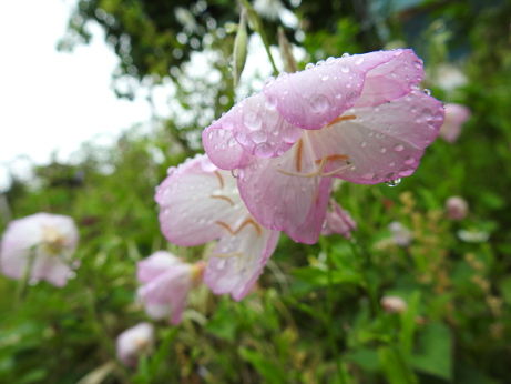 DSCN3378