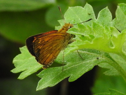 RSCN5362