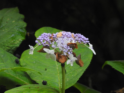 DSCN0622