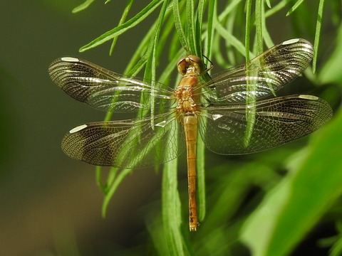RSCN4219