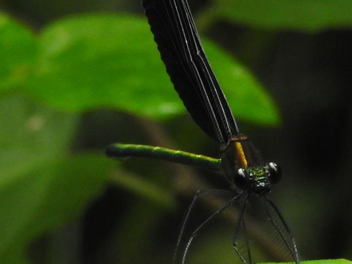 RSCN6607