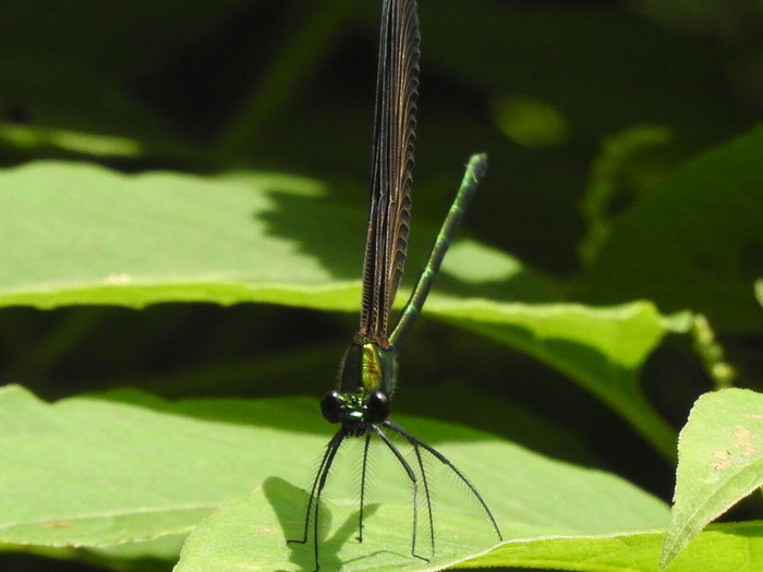 RSCN5956