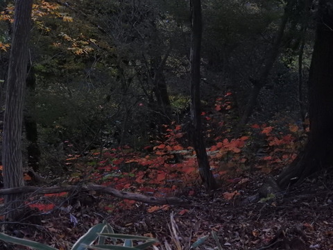 DSCN6354