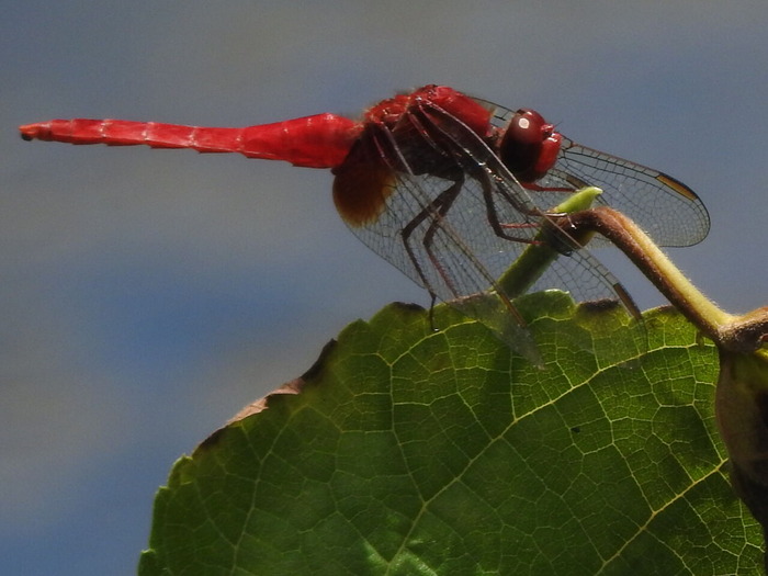 RSCN7715