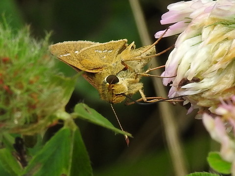 RSCN4135