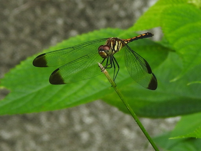 RSCN6290