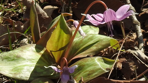 RSCN0588