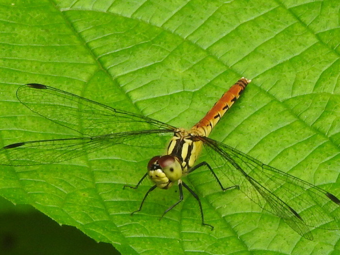 RSCN8053