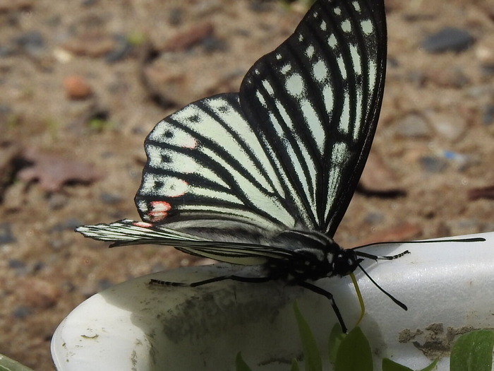 RSCN5196