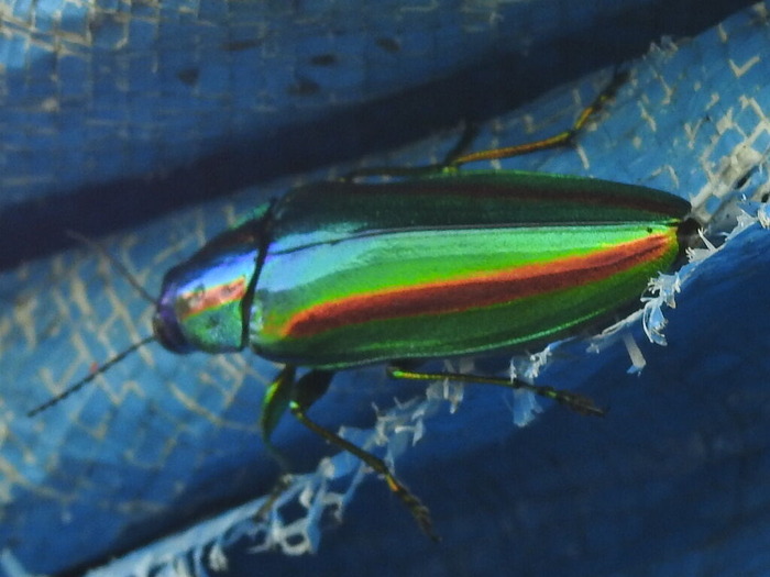 RSCN7950
