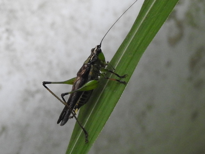RSCN8788