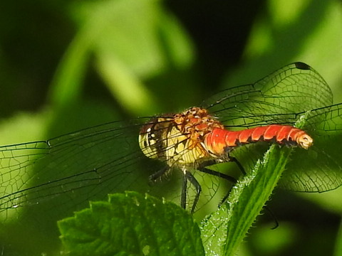 RSCN1679