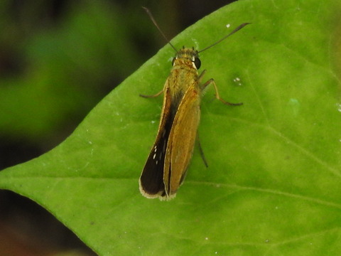RSCN5345