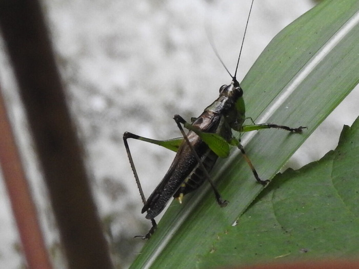 RSCN8790
