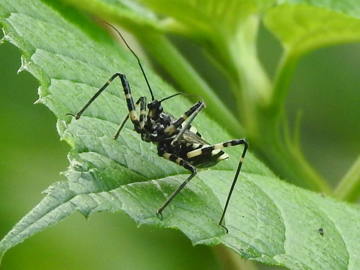 RSCN6302