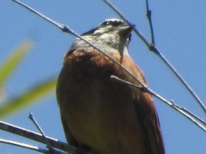 RSCN4867