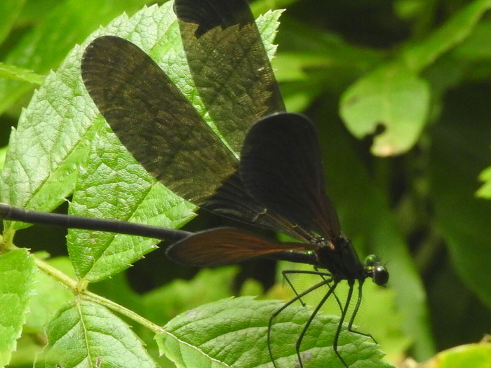 RSCN5949